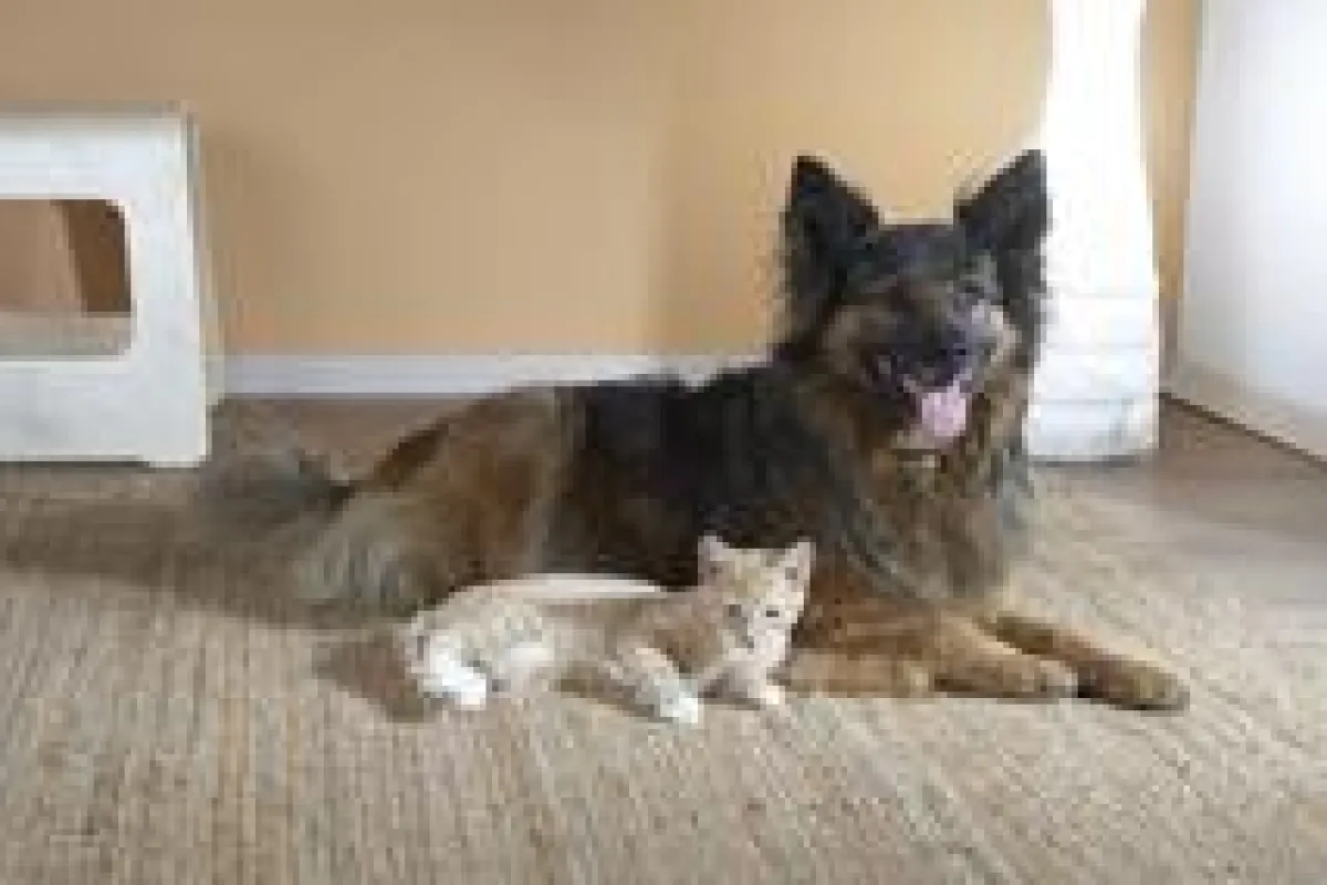 Im Sommer leiden auch Hund und Katze unter starker Sonneneinstrahlung. (Bildquelle: AGILA Haustierversicherung AG)