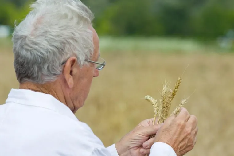 Bild: Biologischer oder konventioneller Anbau?