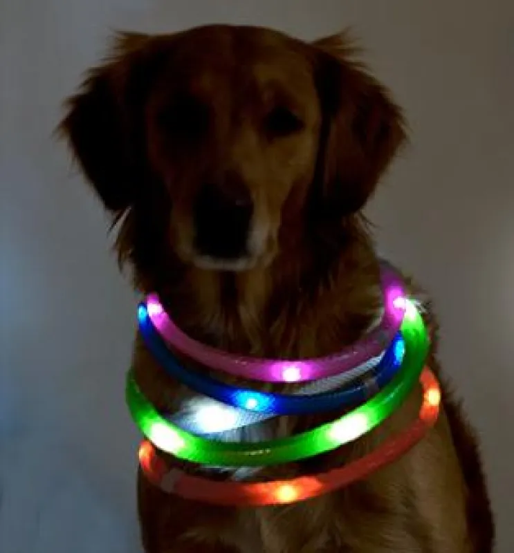 Leuchthalsbänder erhöhen die Sichtbarkeit und Sicherheit von Hund und Halter