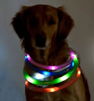 Bild: Bei Dunkelheit sicher mit dem Hund unterwegs