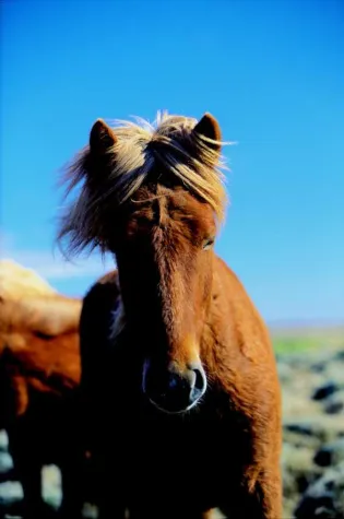 Bild: Reykjavik: Neues Islandpferde-Festival vom 28. März bis 02. April 2011