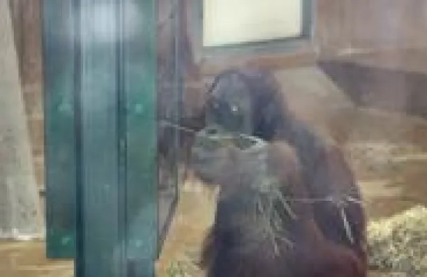 Bild: Playstation für Orang-Utans im Erlebnis-Zoo Hannover