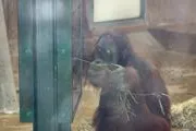 Playstation für Orang-Utans im Erlebnis-Zoo Hannover Bild: Playstation für Orang-Utans im Erlebnis-Zoo Hannover