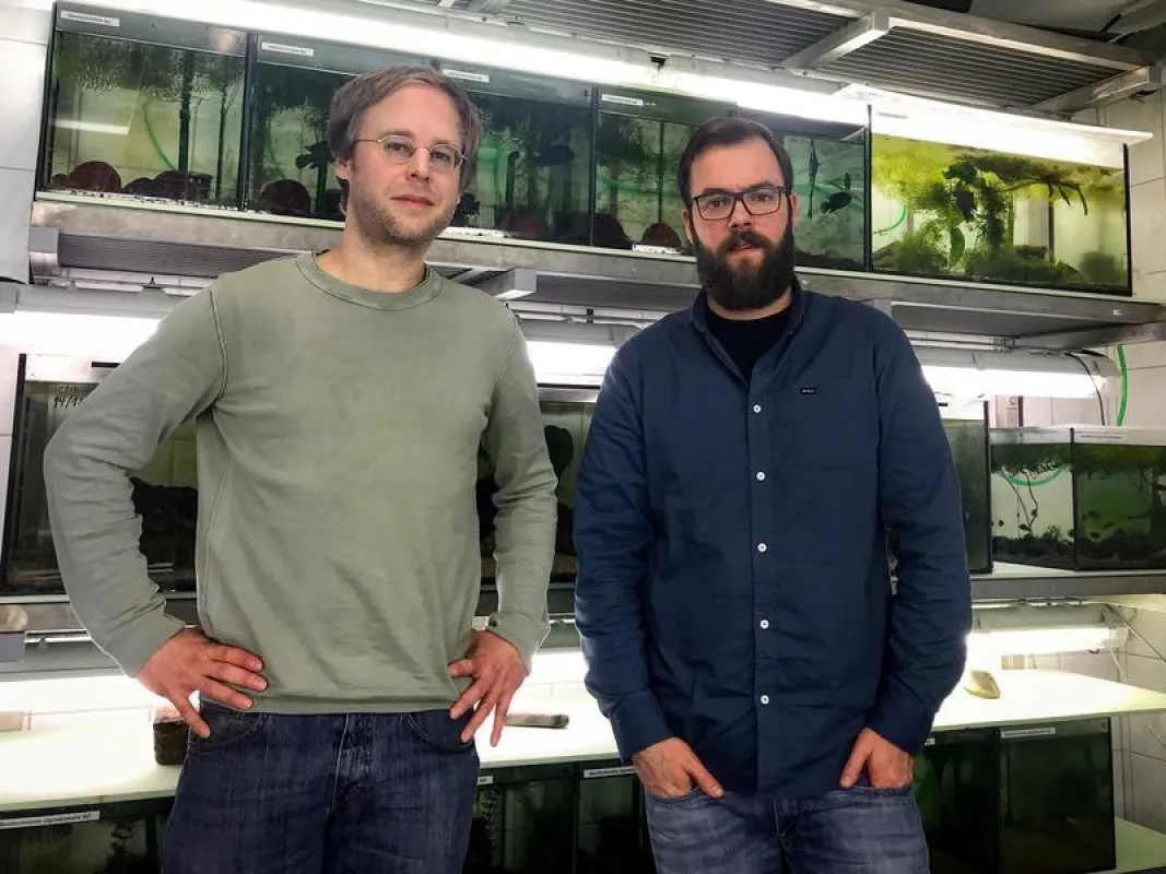 Dr. Ingolf Rick (links) und Simon Vitt vom Institut für Evolutionsbiologie und Zooökologie der Universität Bonn. (© Foto: Timo Thünken )