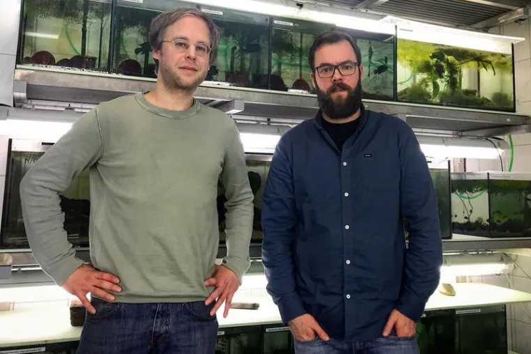 UVB-Strahlung beeinflusst Verhalten von Stichlingen Bild: UVB-Strahlung beeinflusst Verhalten von Stichlingen