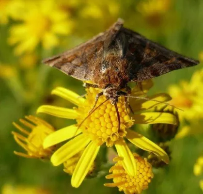 Bild: Gefahr erkannt, Gefahr gebannt – das giftige Jakobs-Kreuzkraut im Visier