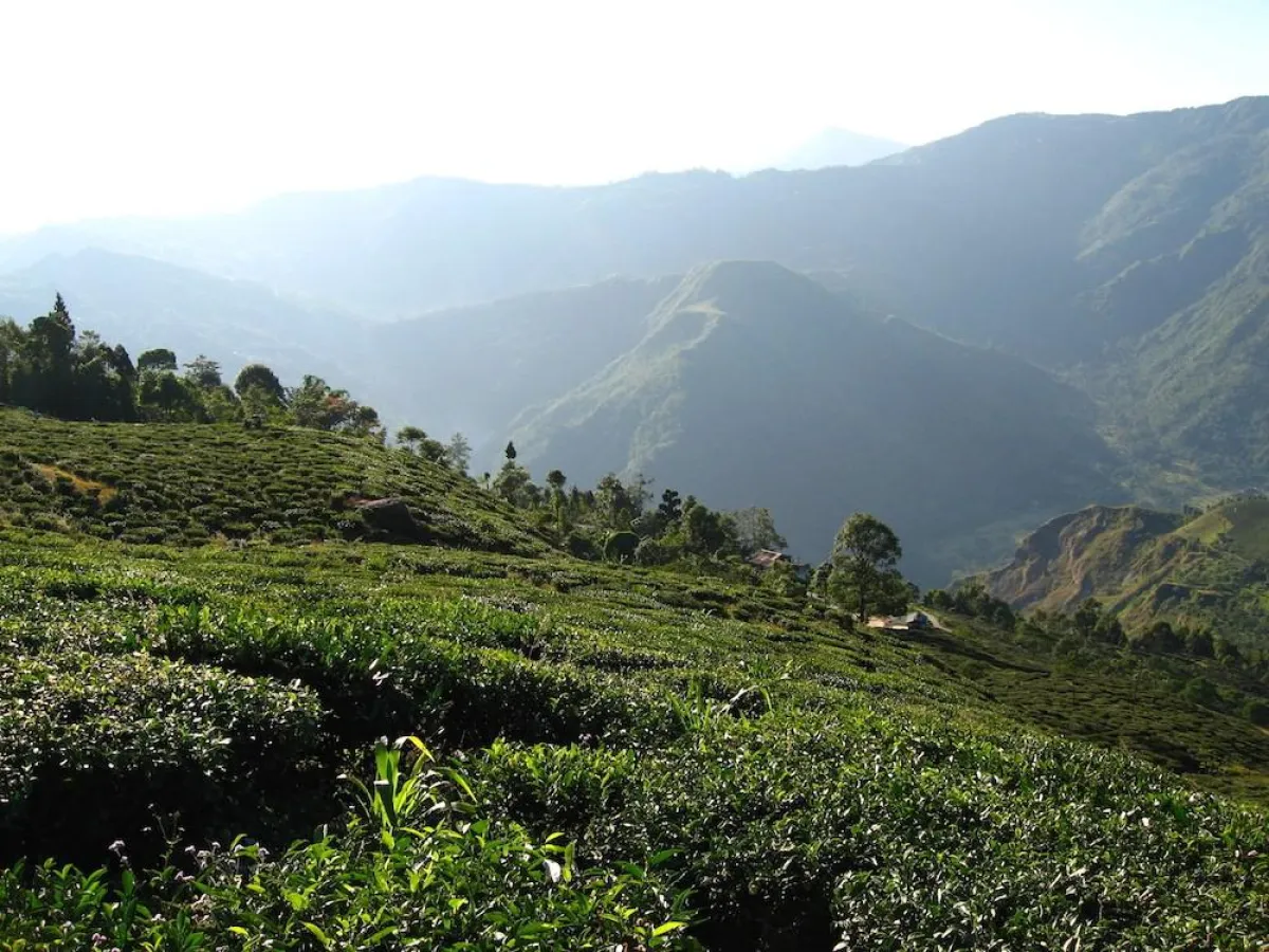 Lebensbaum steht für Kaffee, Tee und Gewürze in Bio-Qualität