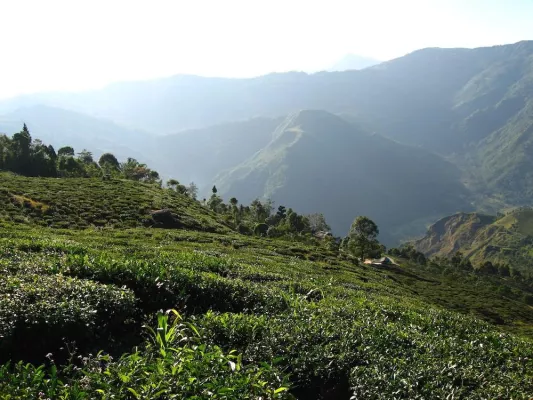 Bild: Lebensbaum lasst Corporate-Website von Monday Consulting realisieren