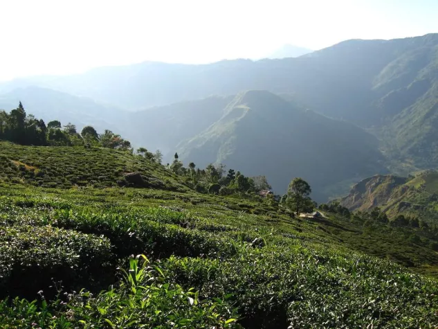 Bild: Lebensbaum lasst Corporate-Website von Monday Consulting realisieren