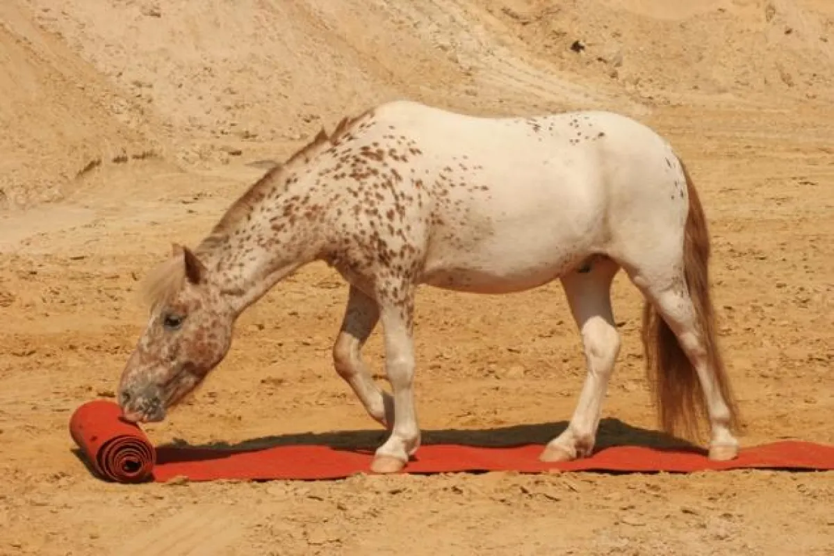 Manchmal muss man sich selbst den roten Teppich ausrollen