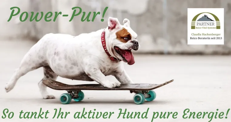 Power-Pur! So tankt Ihr aktiver Hund pure Energie! Bild: Power-Pur! So tankt Ihr aktiver Hund pure Energie!