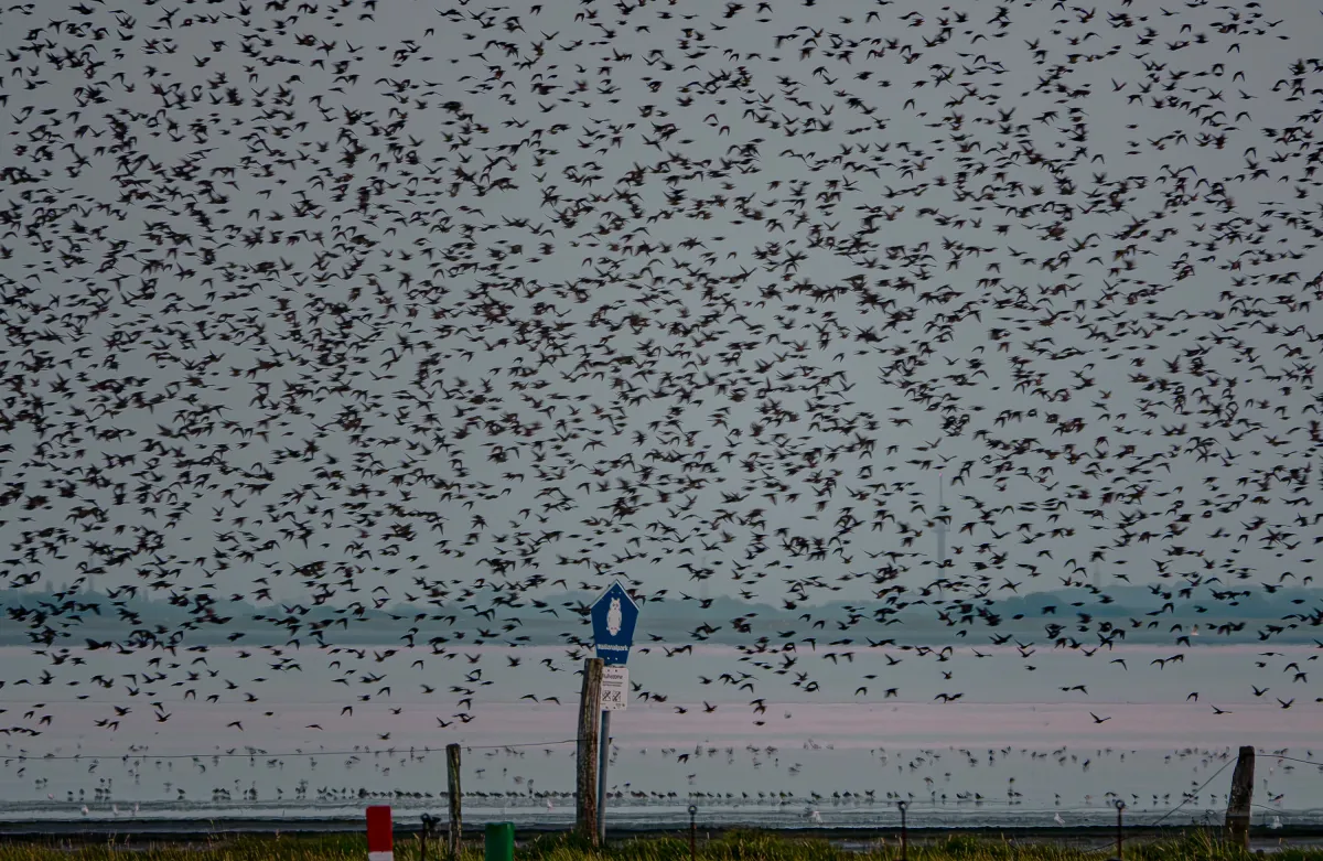 Vogelschwärme auf Norderney – tolles, beeindruckendes Naturschauspiel. (© Uwe Schneider)