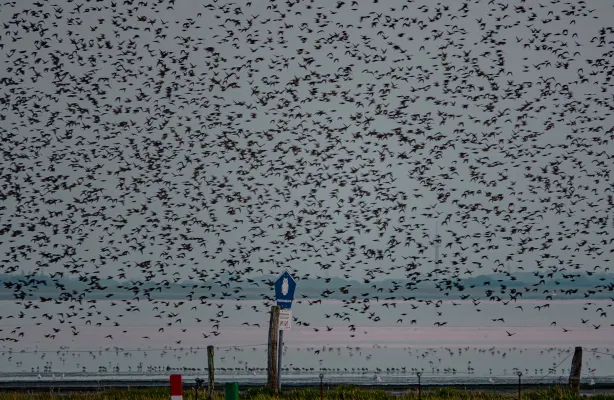 Bild: Vogelzug erleben: Norderney baut Angebote aus