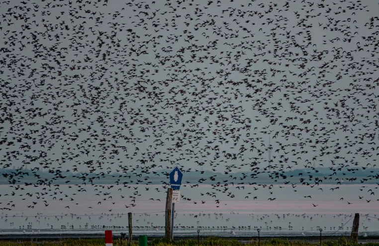 Bild: Vogelzug erleben: Norderney baut Angebote aus