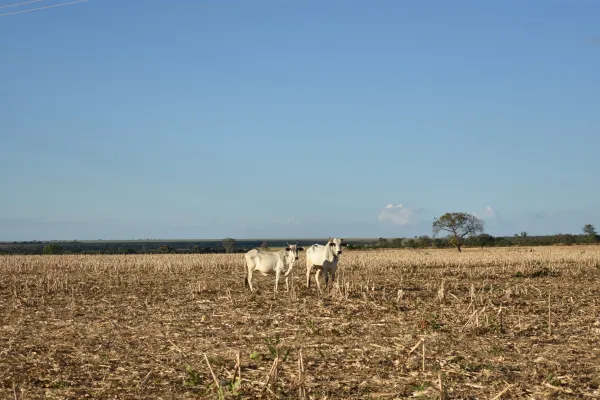 Naturschutz darf nicht am Waldrand stoppen: Grasland verschwindet weltweit Bild: Naturschutz darf nicht am Waldrand stoppen: Grasland verschwindet weltweit