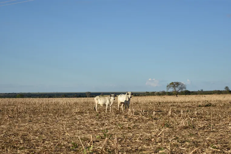 Bild: Naturschutz darf nicht am Waldrand stoppen: Grasland verschwindet weltweit