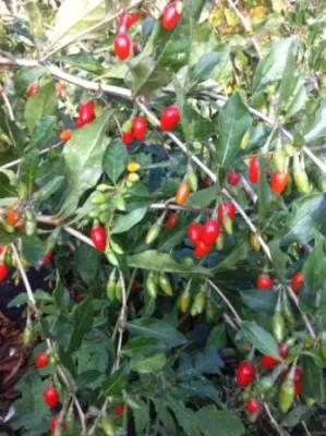 Bild: Bio-Goji-Pflanzen und frische Gojibeeren aus Deutschland