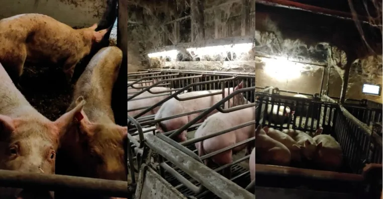Neue Beweise nach Enthüllung in Schweinezucht Halver: Insider liefern weiteres Material Bild: Neue Beweise nach Enthüllung in Schweinezucht Halver: Insider liefern weiteres Material