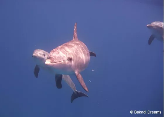 Auf neuem Reiseportal kreuzfahrtausfluege.com Landausflüge online buchen Bild: Auf neuem Reiseportal kreuzfahrtausfluege.com Landausflüge online buchen