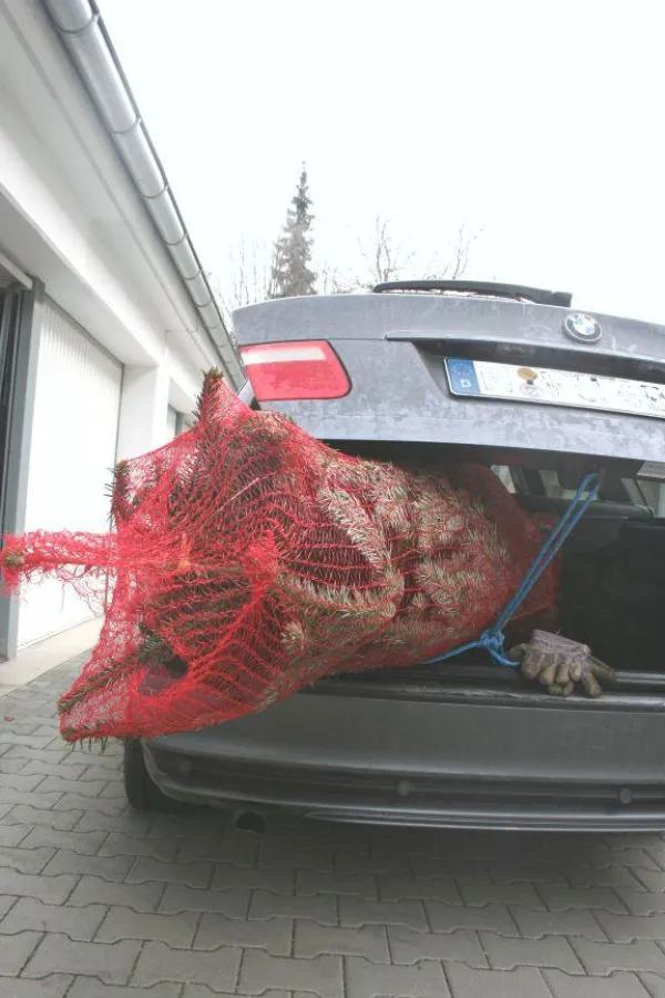 Vorsicht beim Transport des Christbaums