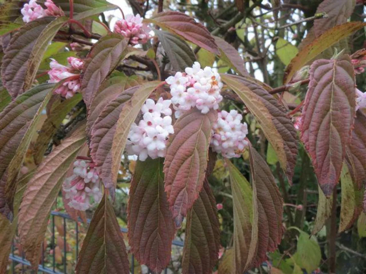 Ein blühender Winter-Schneeball im November in Bad Oeynhausen.