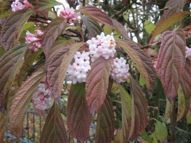 Blühender Winter-Schneeball erfreut in Bad Oeynhausen Bild: Blühender Winter-Schneeball erfreut in Bad Oeynhausen