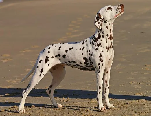 Bild: Kroatien: Hundeurlaub im Dalmatiner-Land