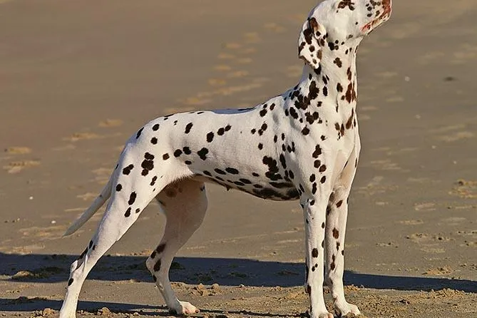 Bild: Kroatien: Hundeurlaub im Dalmatiner-Land
