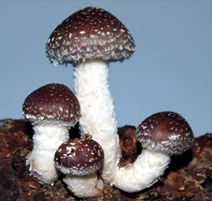 Bild: Natürliche Hilfe bei Gelenkschmerzen: Heilpilze leisten einen wertvollen Beitrag bei der Behandlung von Gicht