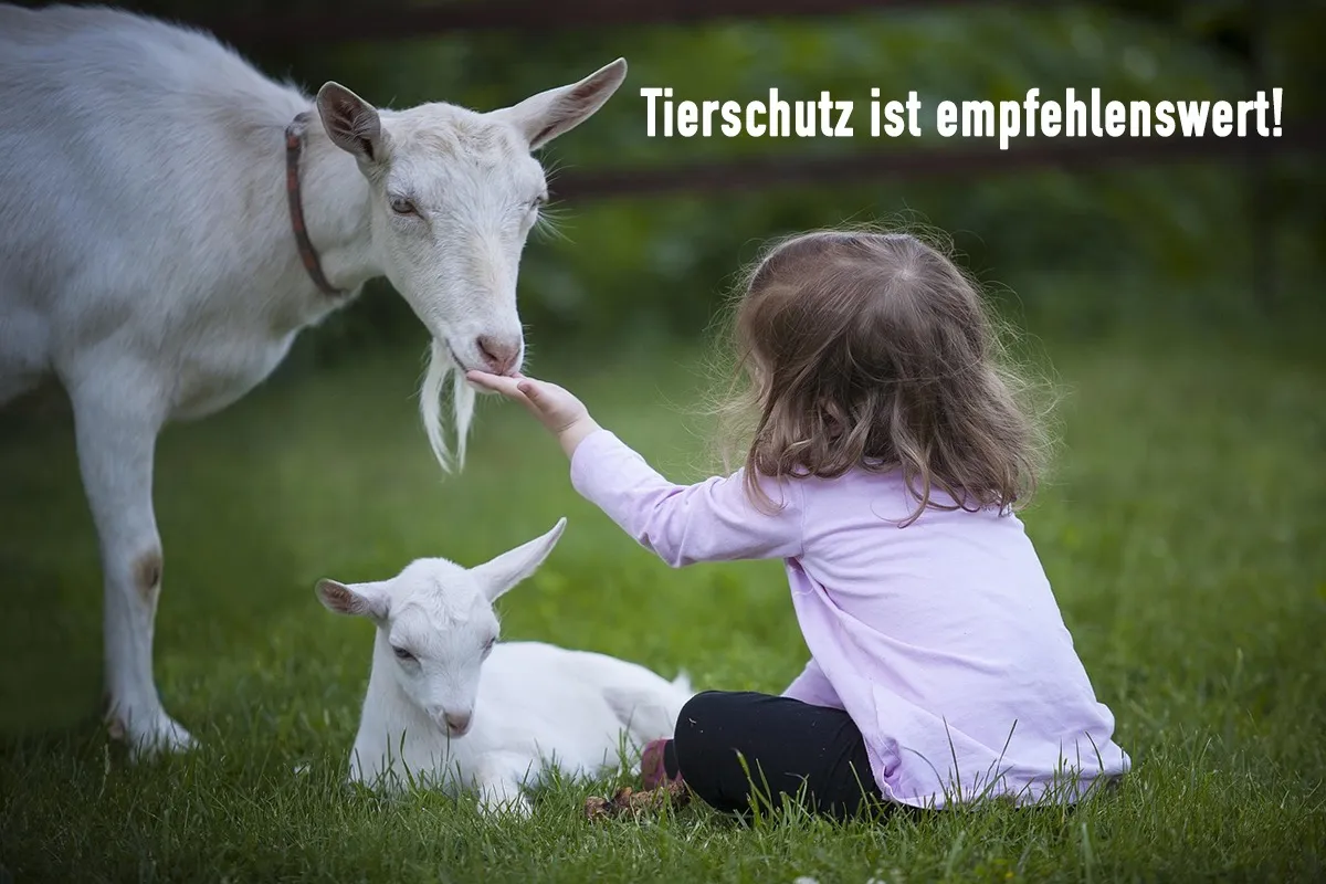Empfehlung für den Tierschutz (© Bild von SF auf Pixabay)