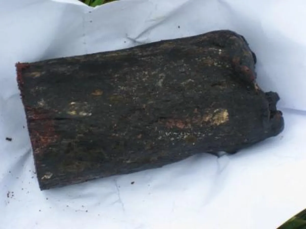 Kontaminiertes Walfleisch (WDSF-Foto)