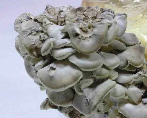 Bild: Alles neu macht der Mai - clever mit Heilpilzen zur Bikinifigur gelangen und gleichzeitig entschlacken