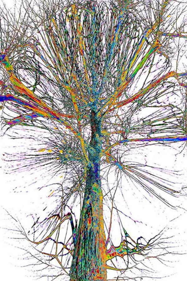 TREE LINED MARIENBURG 2