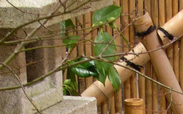 Bild: Tag der offenen Gartentür