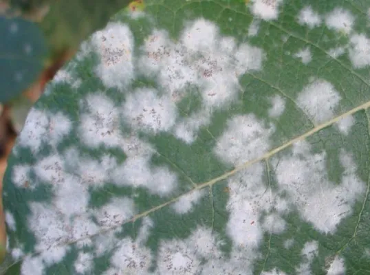 Bild: Pilzkrankheiten im Garten durch richtiges Gießen vorbeugen