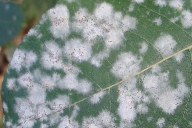 Bild: Pilzkrankheiten im Garten durch richtiges Gießen vorbeugen