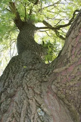 Unterallgäuer Wanderherbst 2012 einmal anders. Der Schamane aus dem Allgäu führte in die Kräfte der Natur ein Bild: Unterallgäuer Wanderherbst 2012 einmal anders. Der Schamane aus dem Allgäu führte in die Kräfte der Natur ein