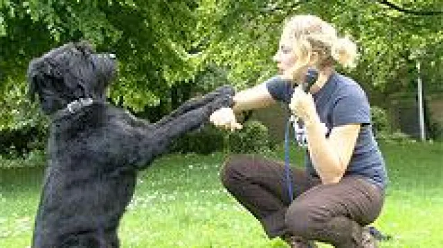 Die Mensch Hund Beziehung Teil 3 Bild: Die Mensch Hund Beziehung Teil 3