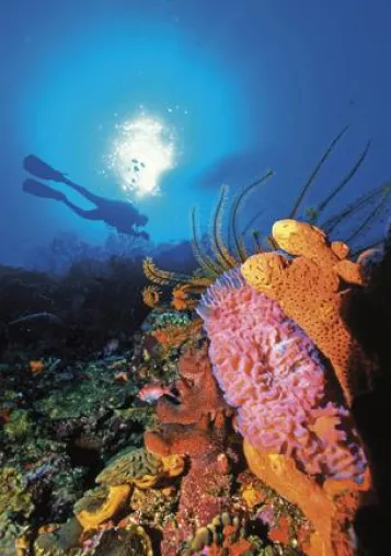 Zum „Coral Spawning“ in das Karibik-Hideaway Anse Chastanet Bild: Zum „Coral Spawning“ in das Karibik-Hideaway Anse Chastanet