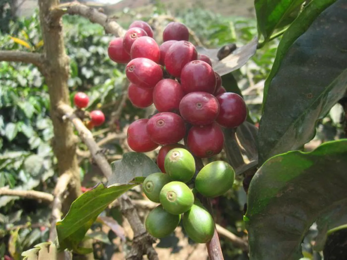 Reife und unreife Kaffeekirschen. Foto: TRANQUILLO / Pascucci