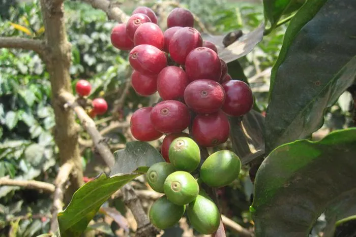 Privatrösterei Pascucci: Premium-Caffès, mit Präzisionsverfahren gebrüht Bild: Privatrösterei Pascucci: Premium-Caffès, mit Präzisionsverfahren gebrüht