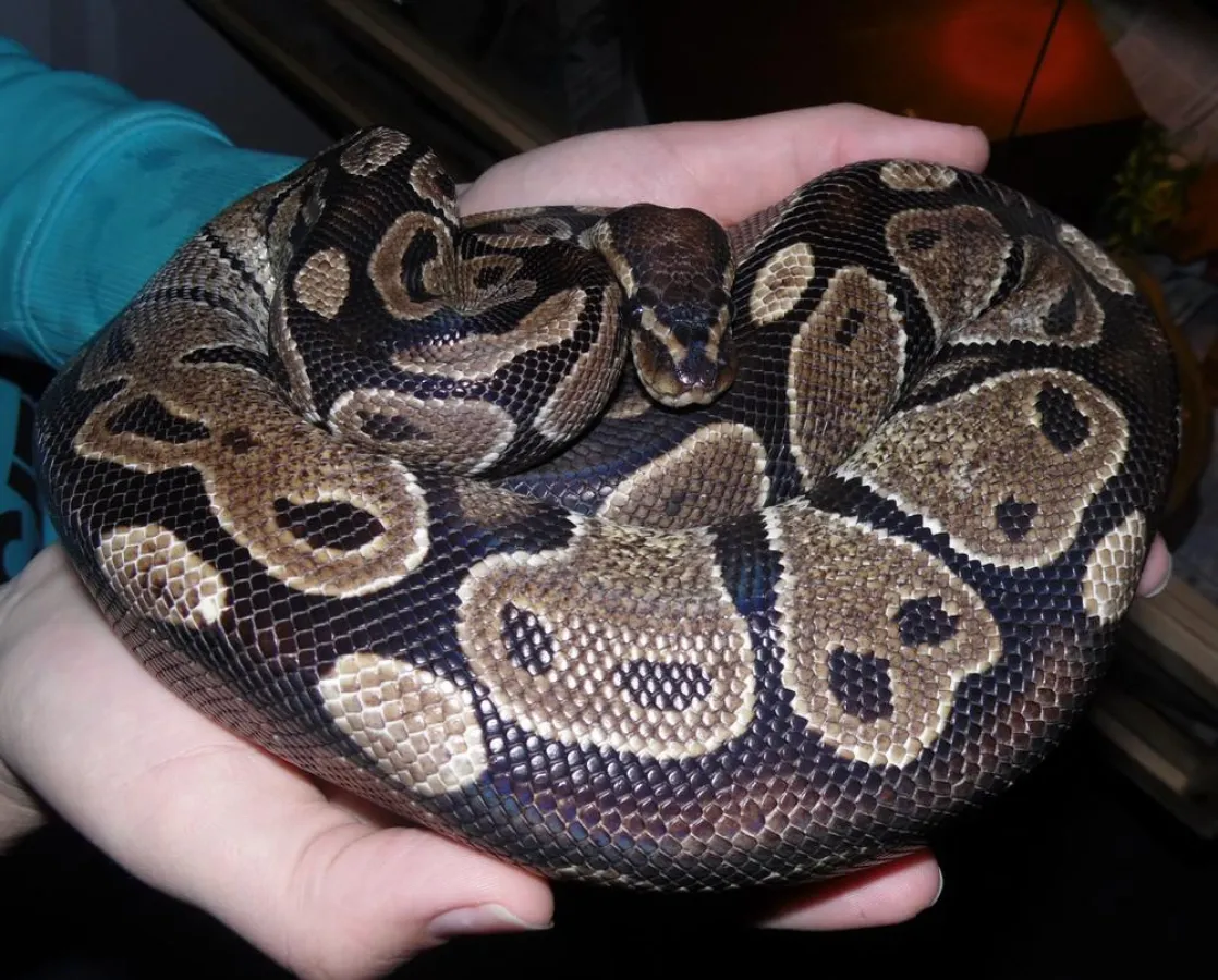 Einer der Königspythons kurz nach der Rettung (c) M. Bergmann