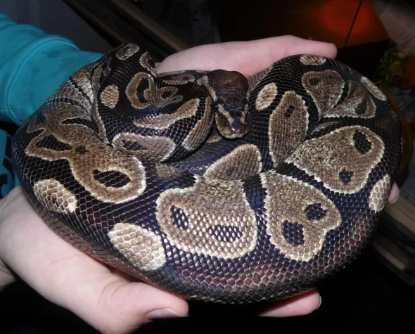 Bild: Schlangenhalter bewahrt drei Pythons vor ungewissem Schicksal