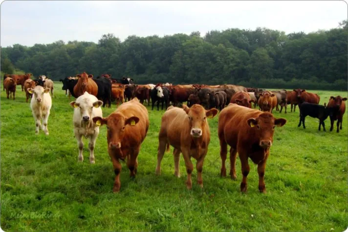 Bild: Rinder-Leasing - Bio-Rindfleisch vom eigenen Bio-Rind