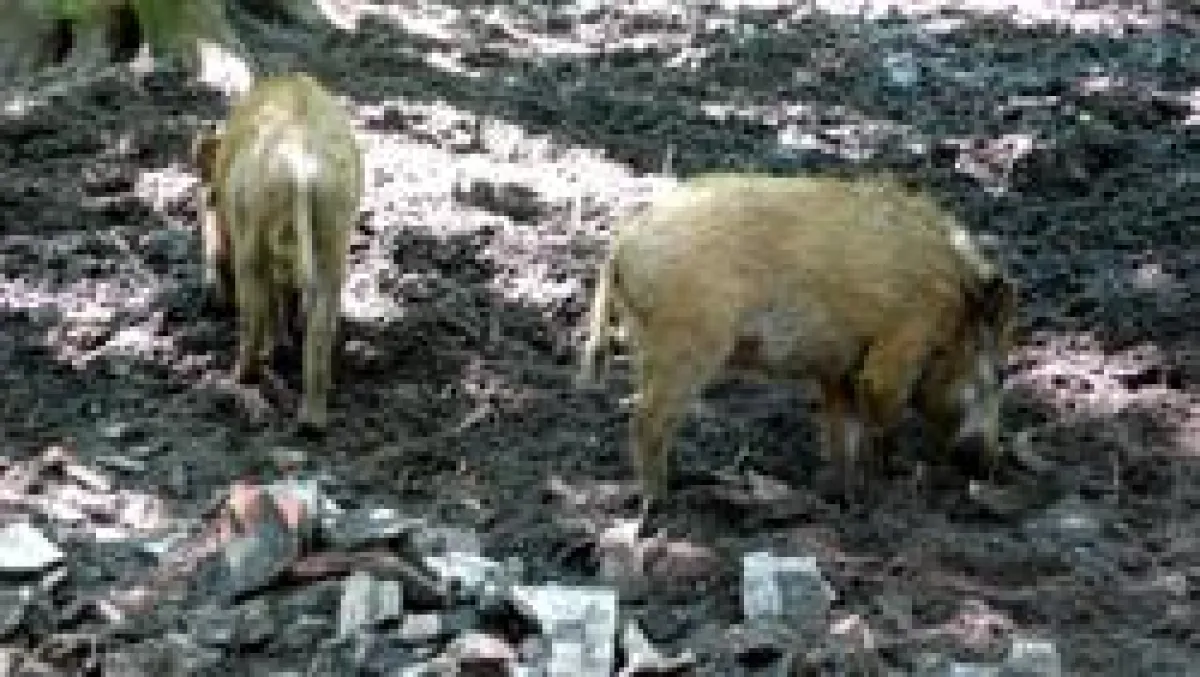 Wildgehege am Jagdmuseum Wulff in Oerrel