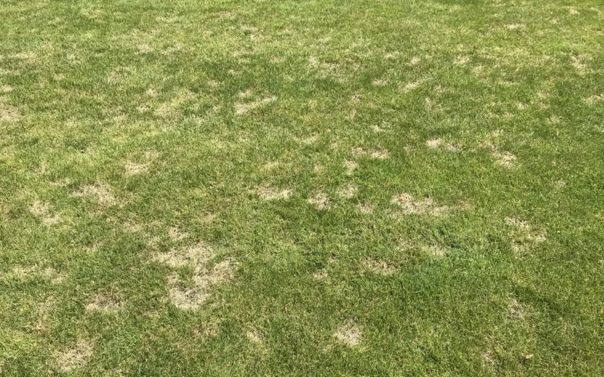 Dollarspot auf dem Fußballplatz