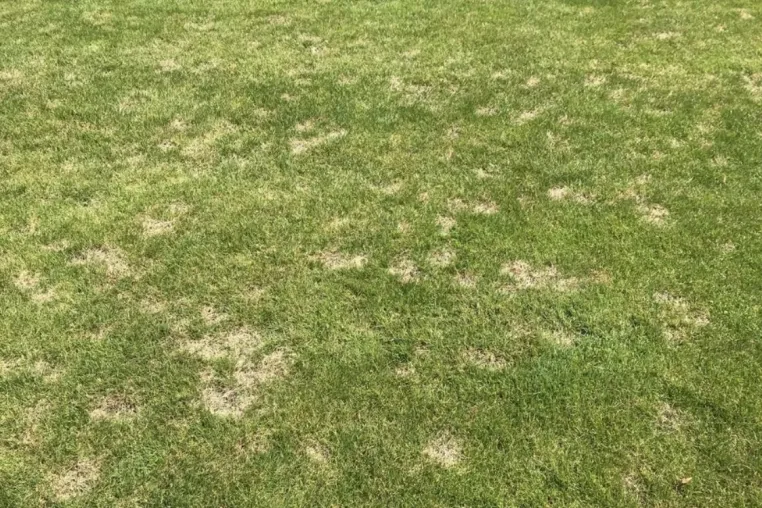 Trockenstress erhöht das Risiko für Rasenkrankheiten auf dem Sportplatz Bild: Trockenstress erhöht das Risiko für Rasenkrankheiten auf dem Sportplatz