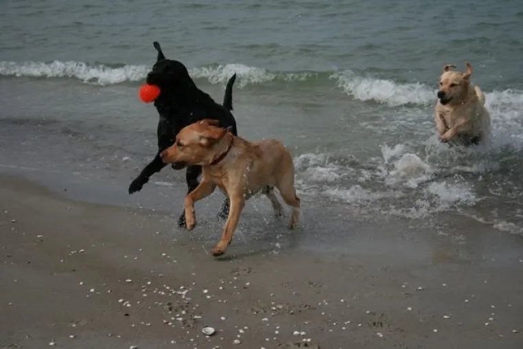 Bild: „Urlaub mit Hund“ Umfrage-Ergebnisse - Hundereisen per Auto bevorzugt - Hunde-Reiseland Nummer 1 ist Deutschland