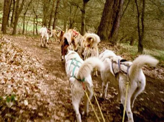 Bild: Nordische Abenteuer in Brandenburg – Neu: Huskytouren im Berliner Umland