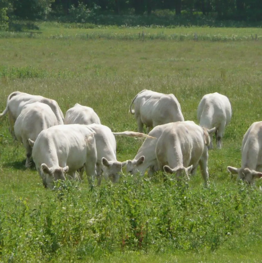 Bio-Rindfleisch z.B. vom Charolais www.mycow.de